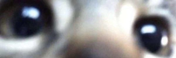 zeenodeeno Profile Banner