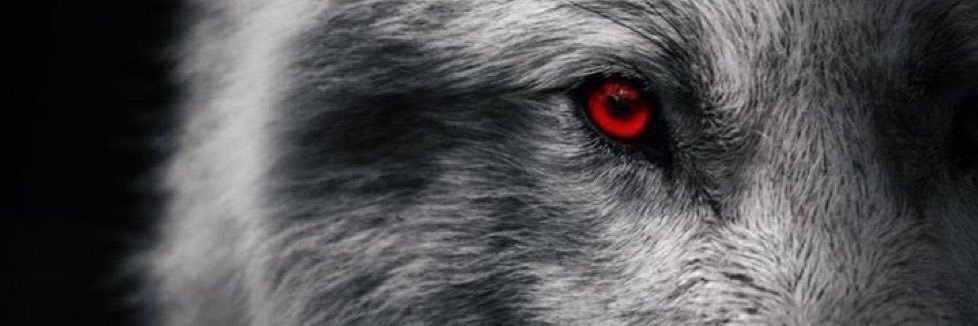 ℭ𝔞𝔭𝔦𝔱𝔞𝔩🅰️𝑁𝐴𝐹𝑌-𝑍 𝕏's banner