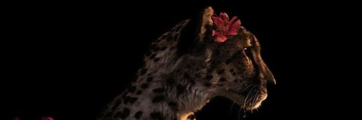 l8vcx's profile banner image