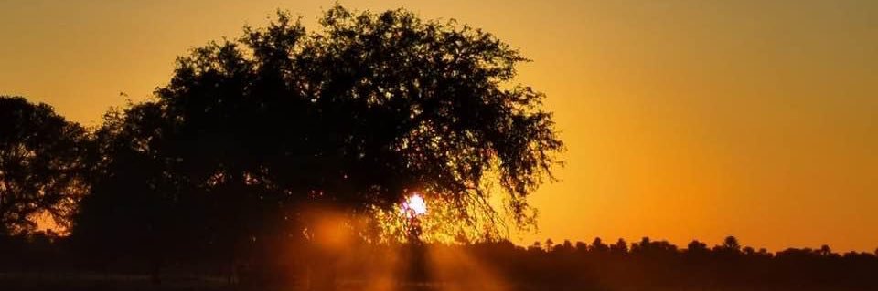 Piris Da Motta banner