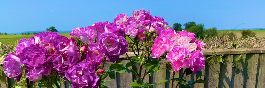 home_sal's profile banner image