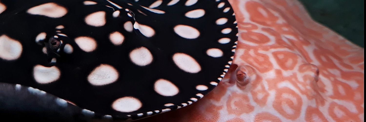 rhdgnbl's profile banner image