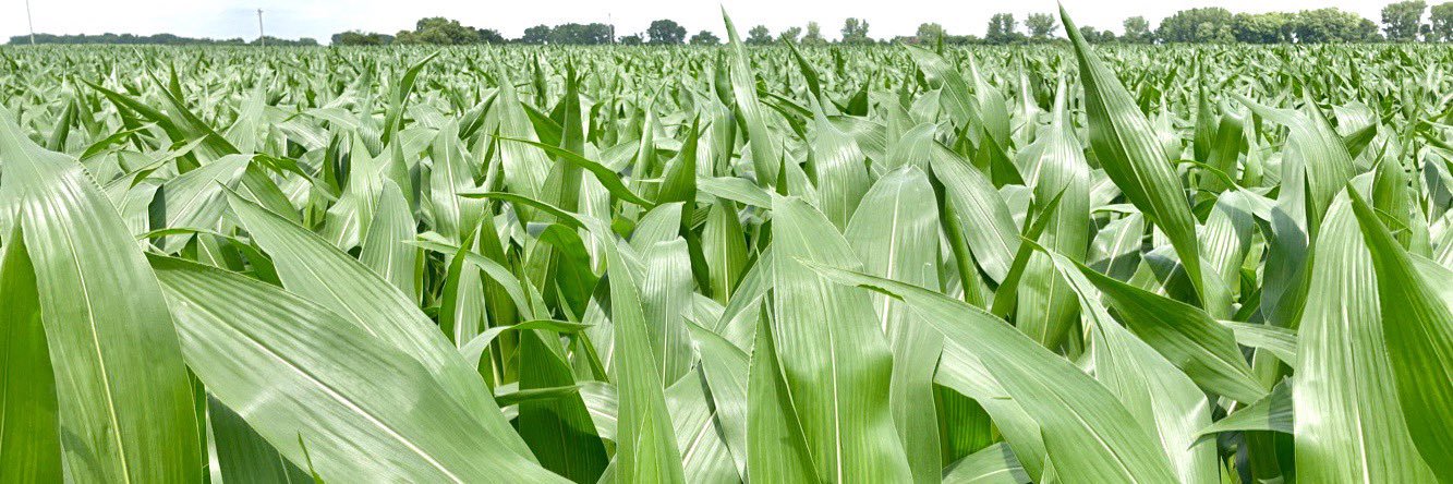 Megan Volante banner