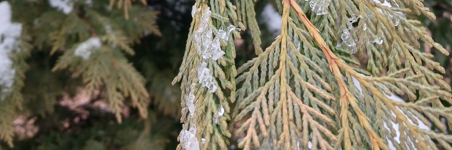 sophie, allegedlie banner