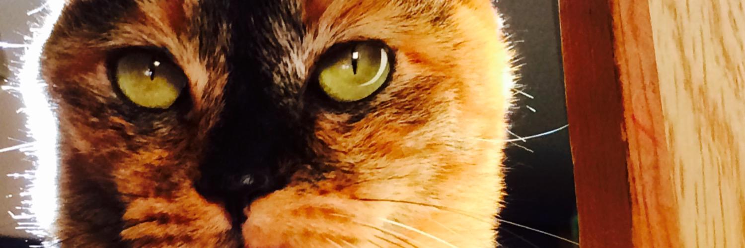 Bnikka's profile banner image