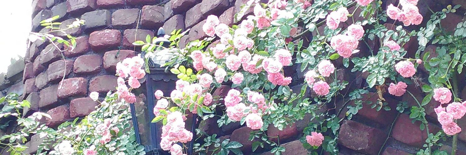 aya_bene's profile banner image