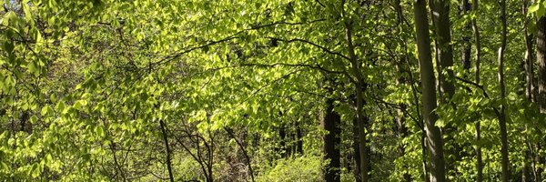 MandySeiner Profile Banner