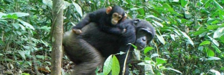 Manfred Aime Epanda banner