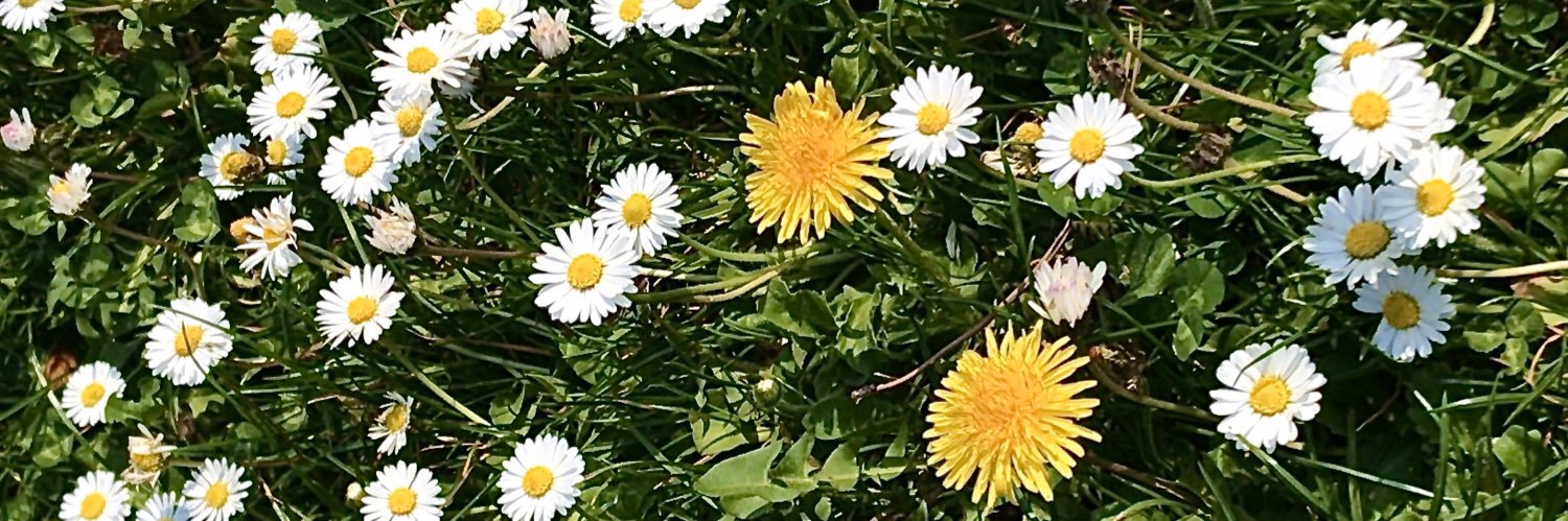 AllisonStefany2's profile banner image