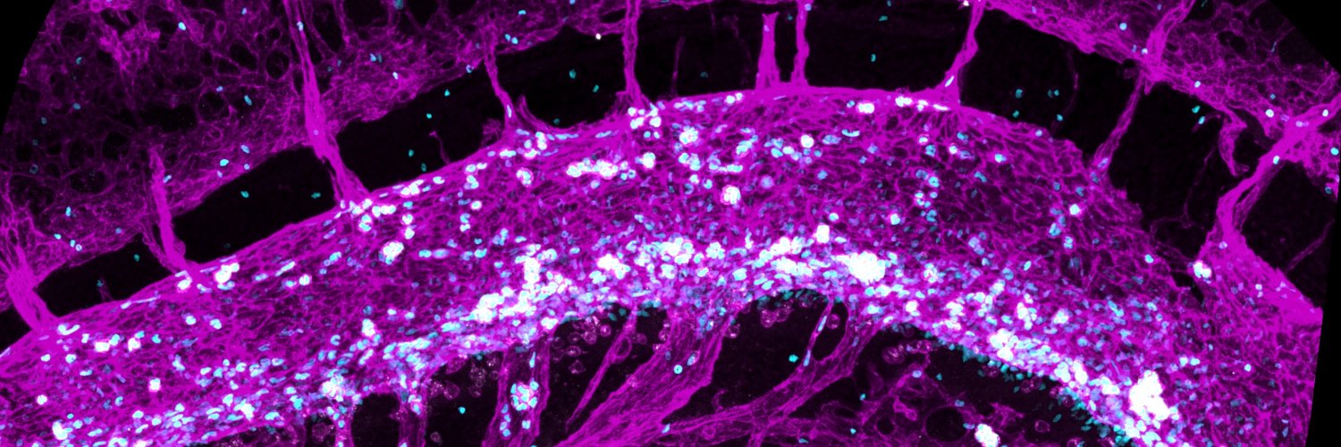 Elizabeth Howell banner