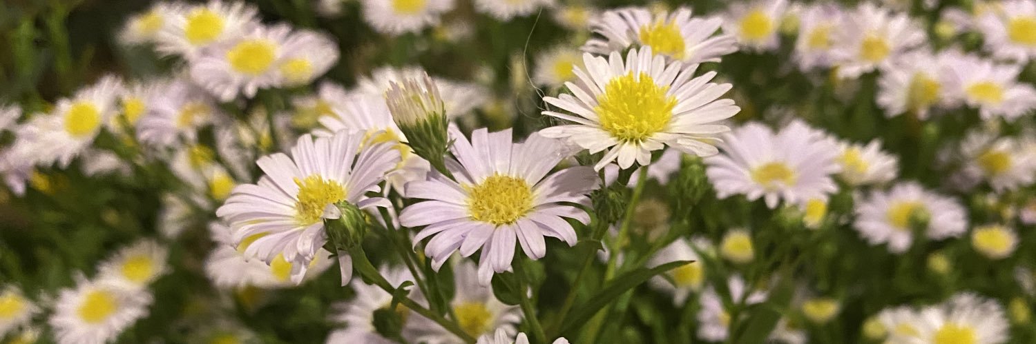 𝚜𝚘𝚖𝚎𝚝𝚑𝚒𝚗𝚐𝚌𝚞𝚝𝚎 banner