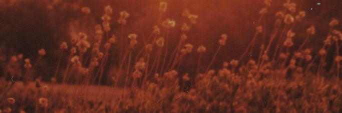 ToxicRossolnik's profile banner image