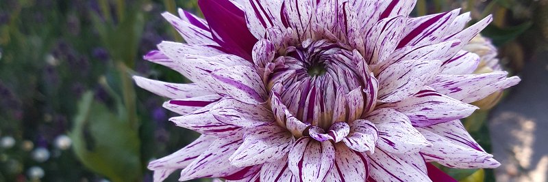 GardensDevon's profile banner image