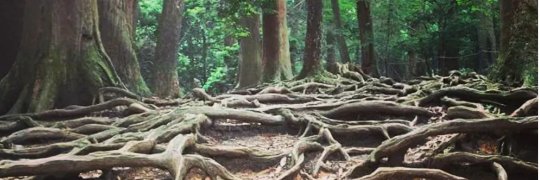 Thomas Ha-thomasha.bsky.social banner