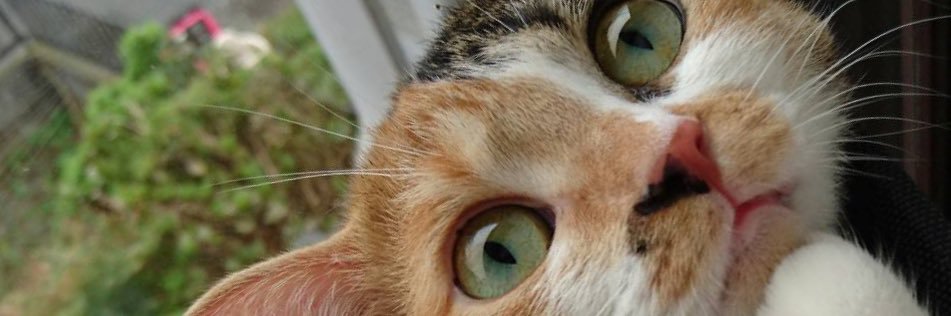 tomosuke11's profile banner image