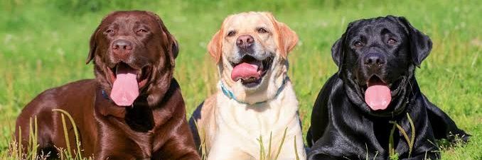 US_Labrador's profile banner image