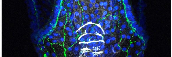 _JSDB_ Profile Banner