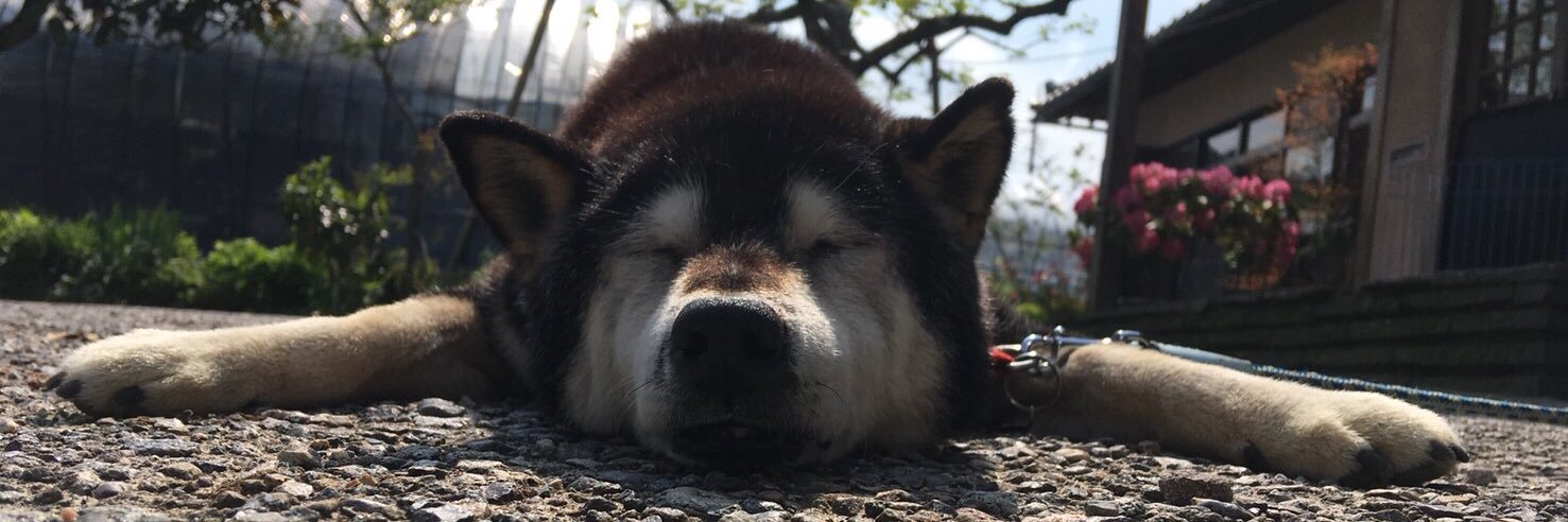 koto2424's profile banner image