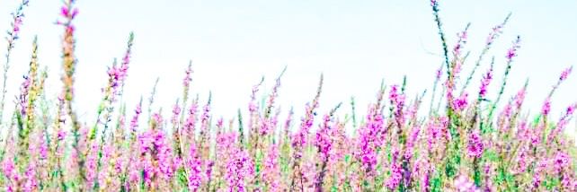 fariedakim's profile banner image