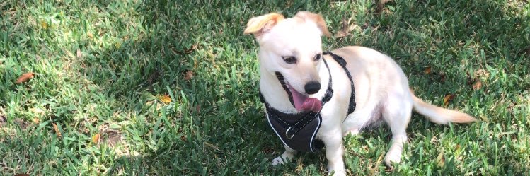 Stephanie Montano banner