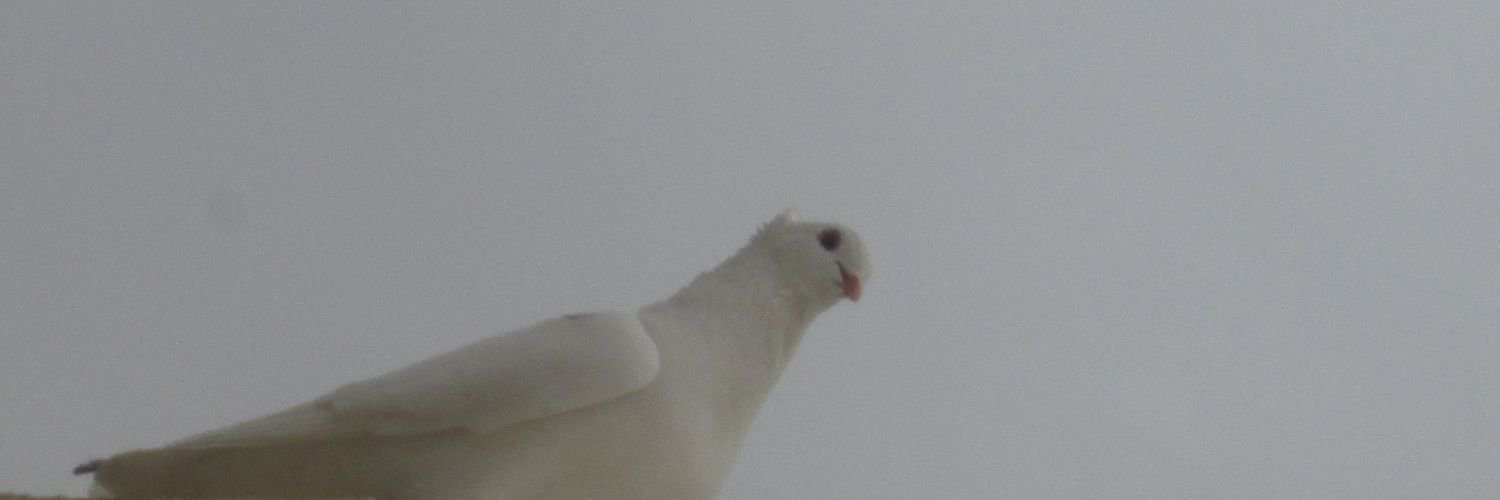 xiim420's profile banner image