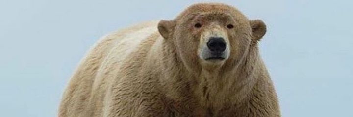 dipsiKECE_'s profile banner image