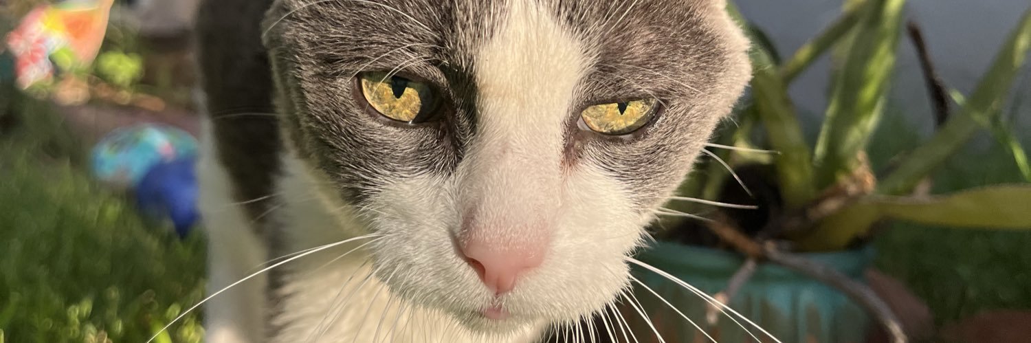 Face Meet Boot banner