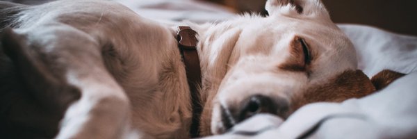 OldAgePets Profile Banner