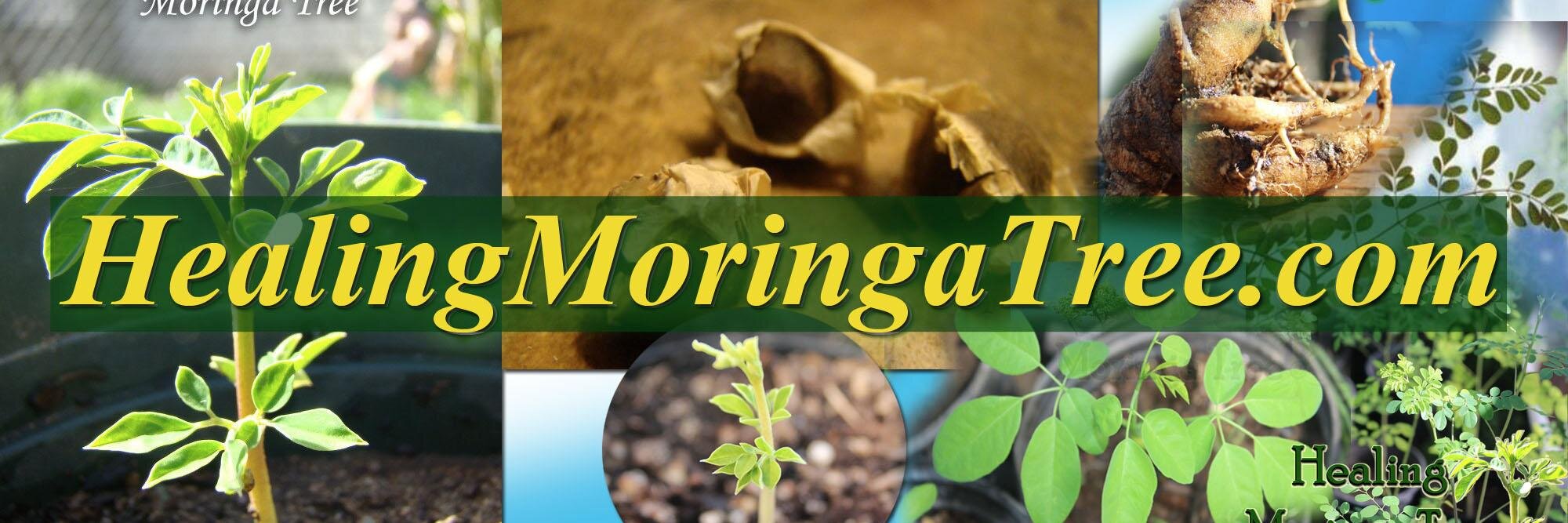 HealingMoringa's profile banner image