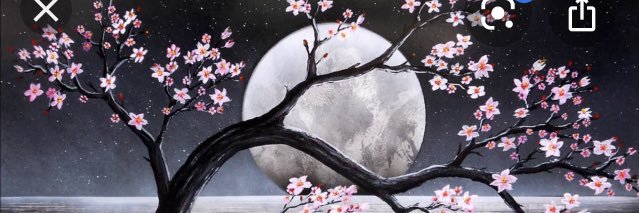 XMidnight_Rose1's profile banner image