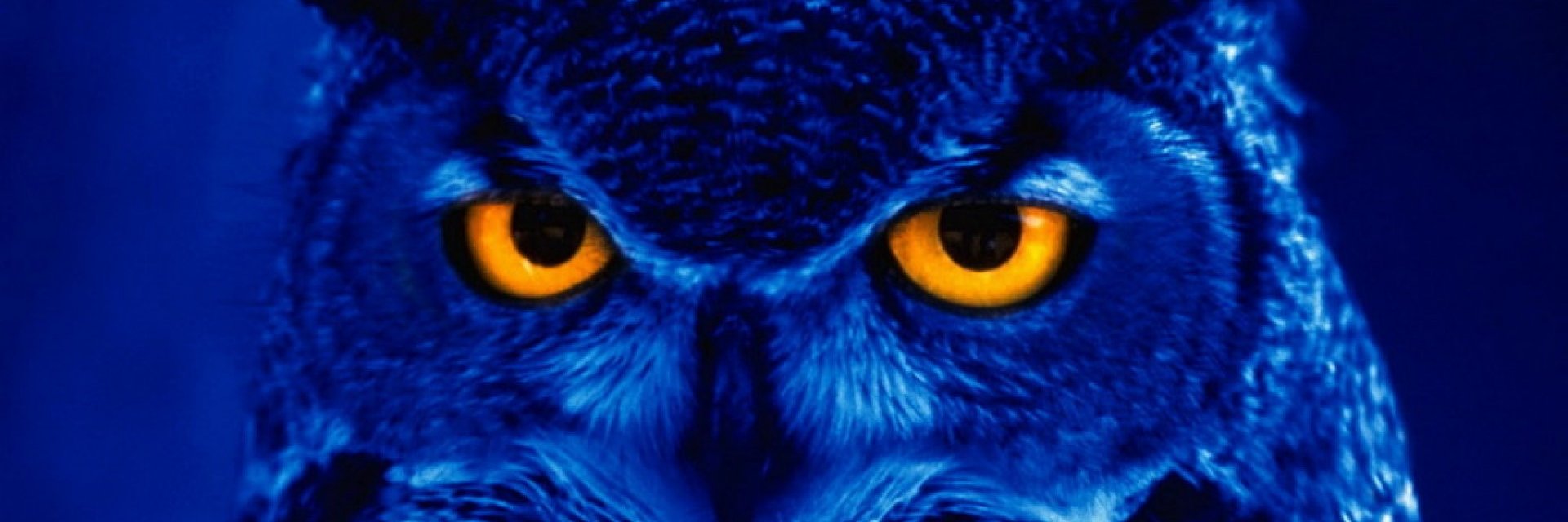 wilfredvanroij's profile banner image