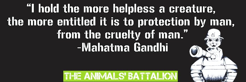 AnimalBattalion's profile banner image