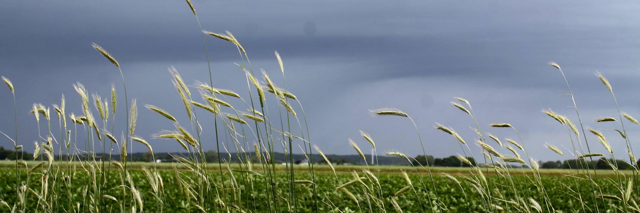 RiverheadLOCAL banner