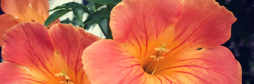 yukko727's profile banner image
