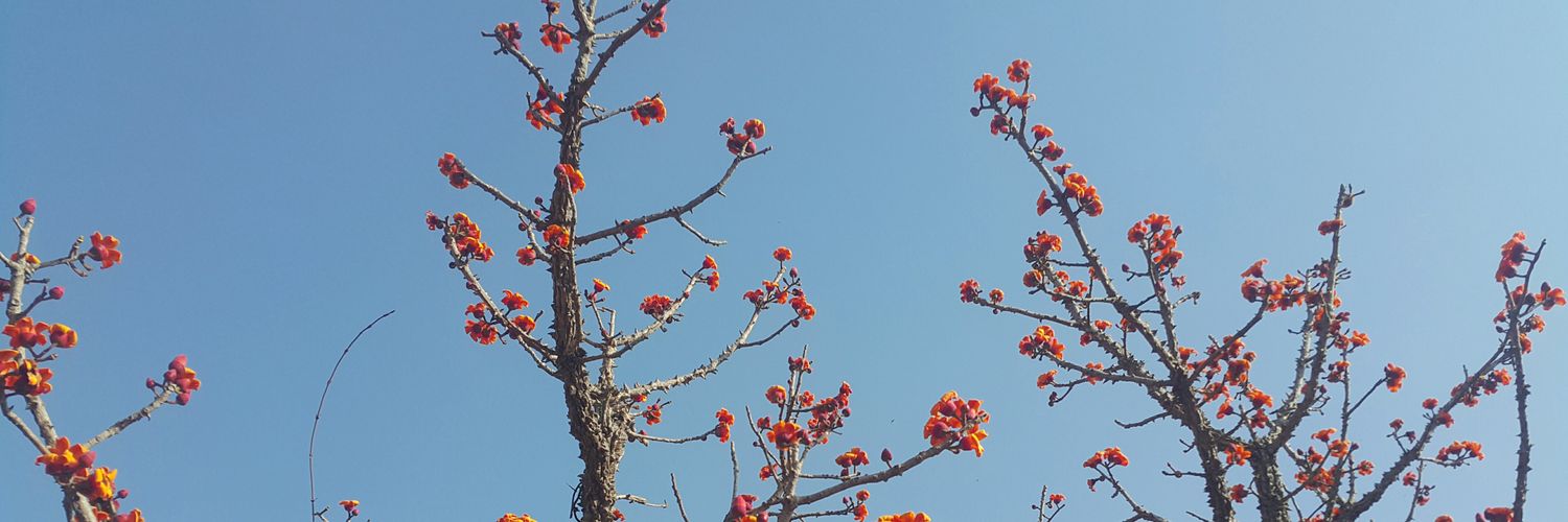 jmsangare's profile banner image