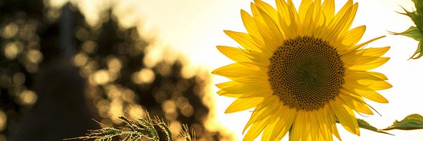 catastrothy Profile Banner