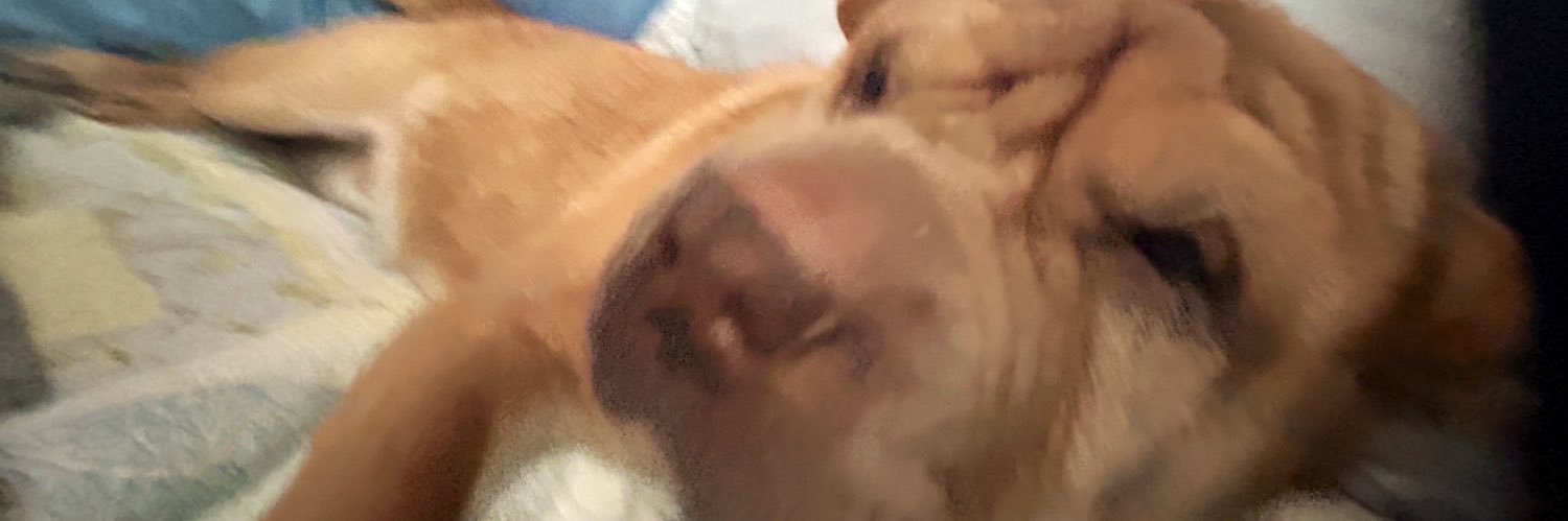 monicaghp's profile banner image
