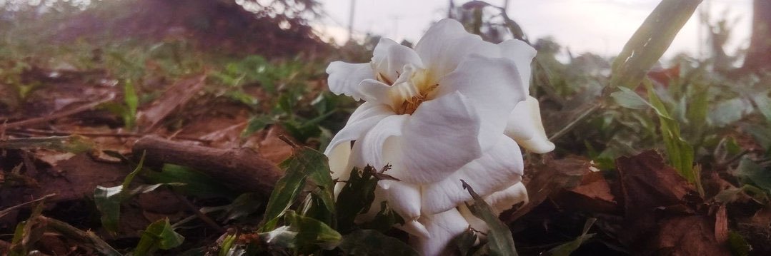 ⚓IKWERRE NINJA 🇳🇬🇺🇲 banner