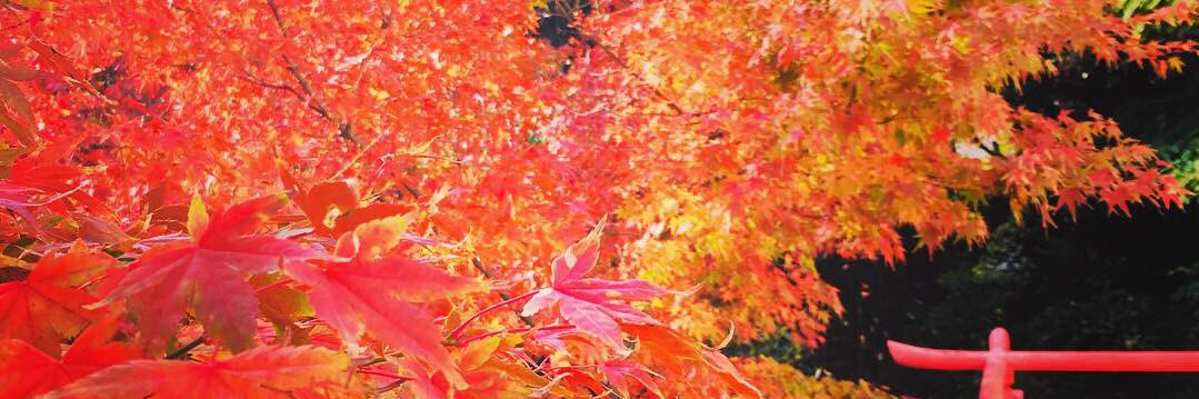 dxtsubame's profile banner image