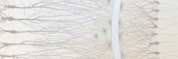 DShohamy Profile Banner