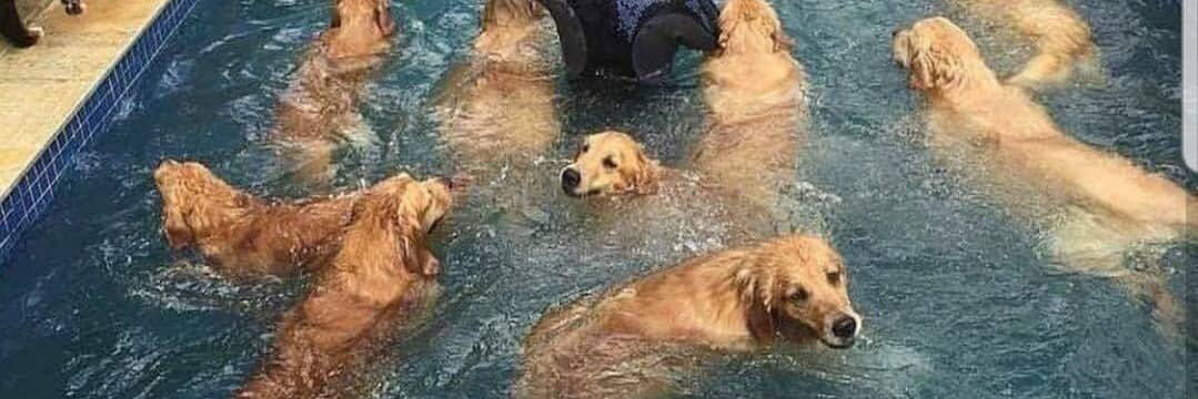 Heckin Good Dogs's banner