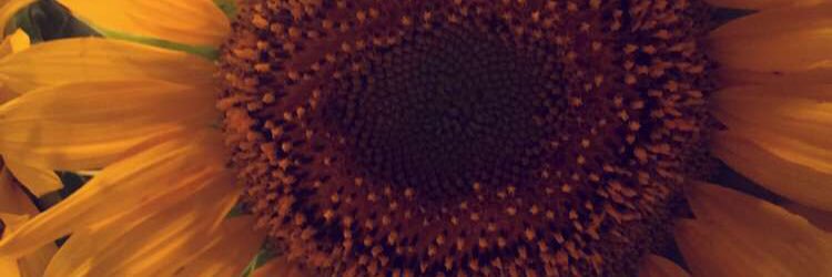 ChelseaPfau's profile banner image