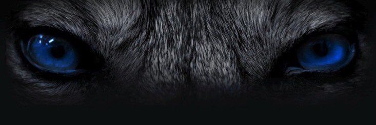 🐺 banner