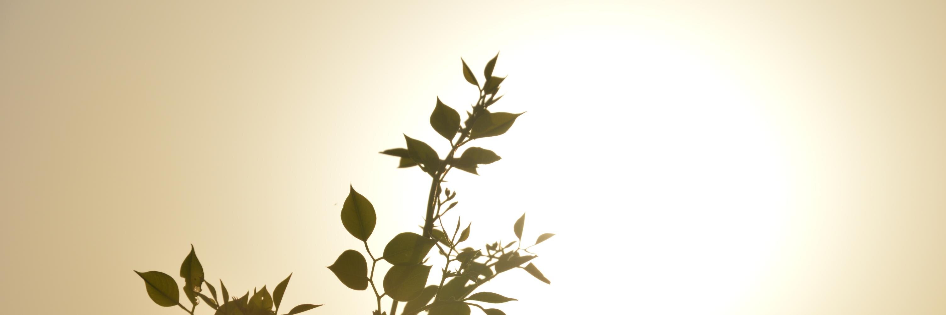 tautut's profile banner image