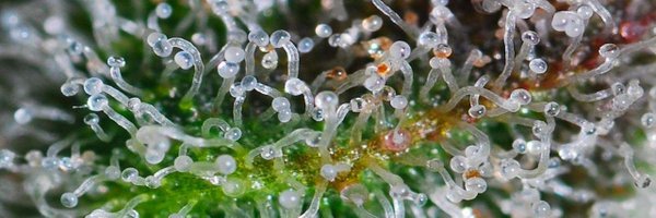 zootedpears Profile Banner