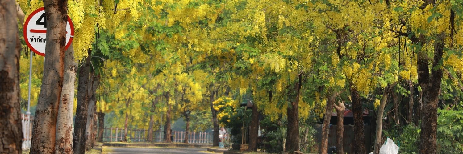 TreePSPINTERSE1's profile banner image