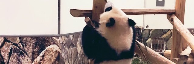 misalu006's profile banner image