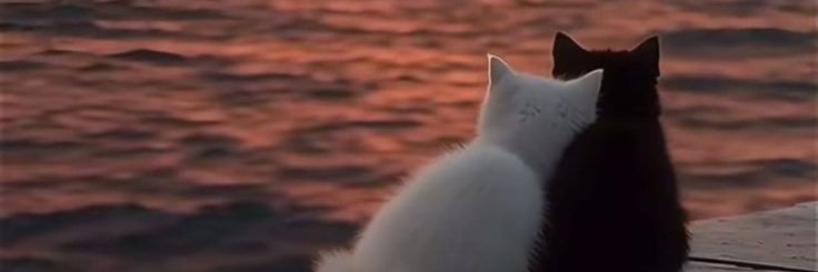 poly_m_f's profile banner image