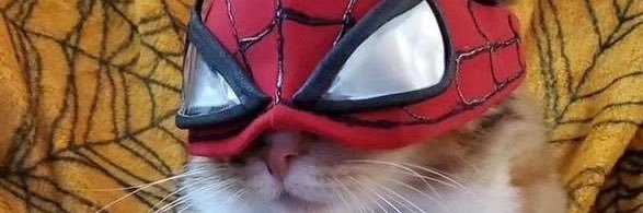 snt_ok's profile banner image