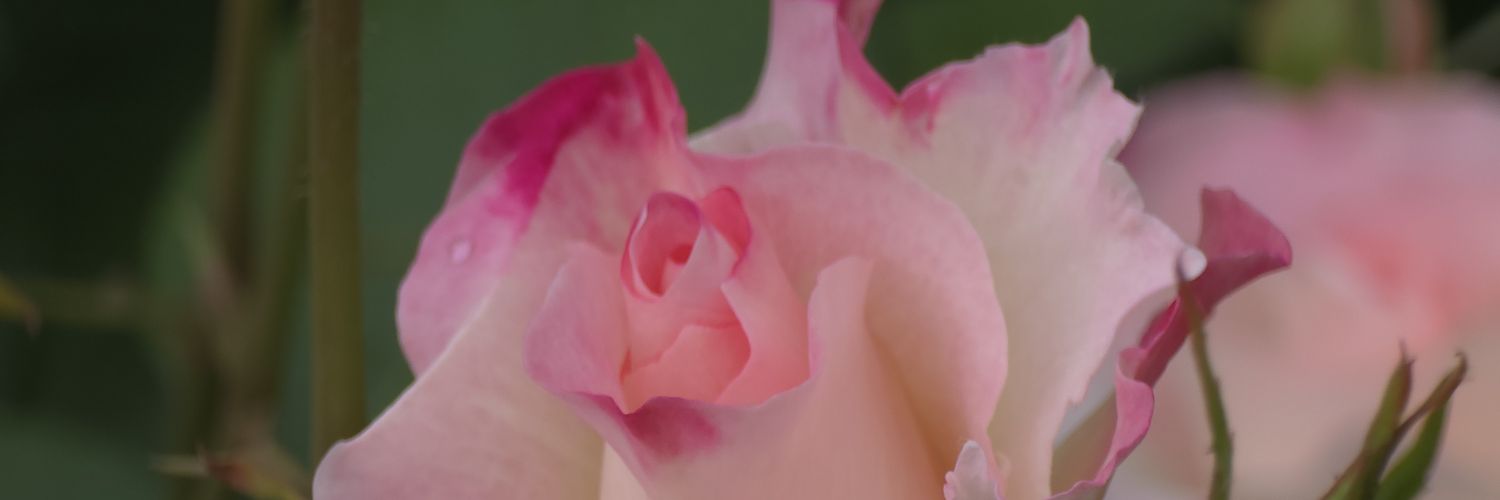 rika8822's profile banner image
